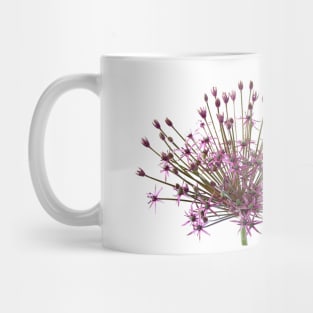 Allium  &#39;Spider&#39;  Ornamental onion Mug